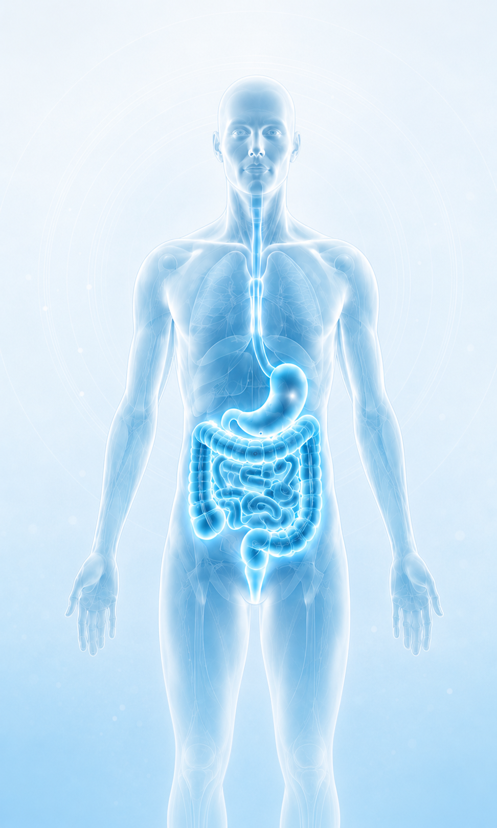 Blue digestive system illustration