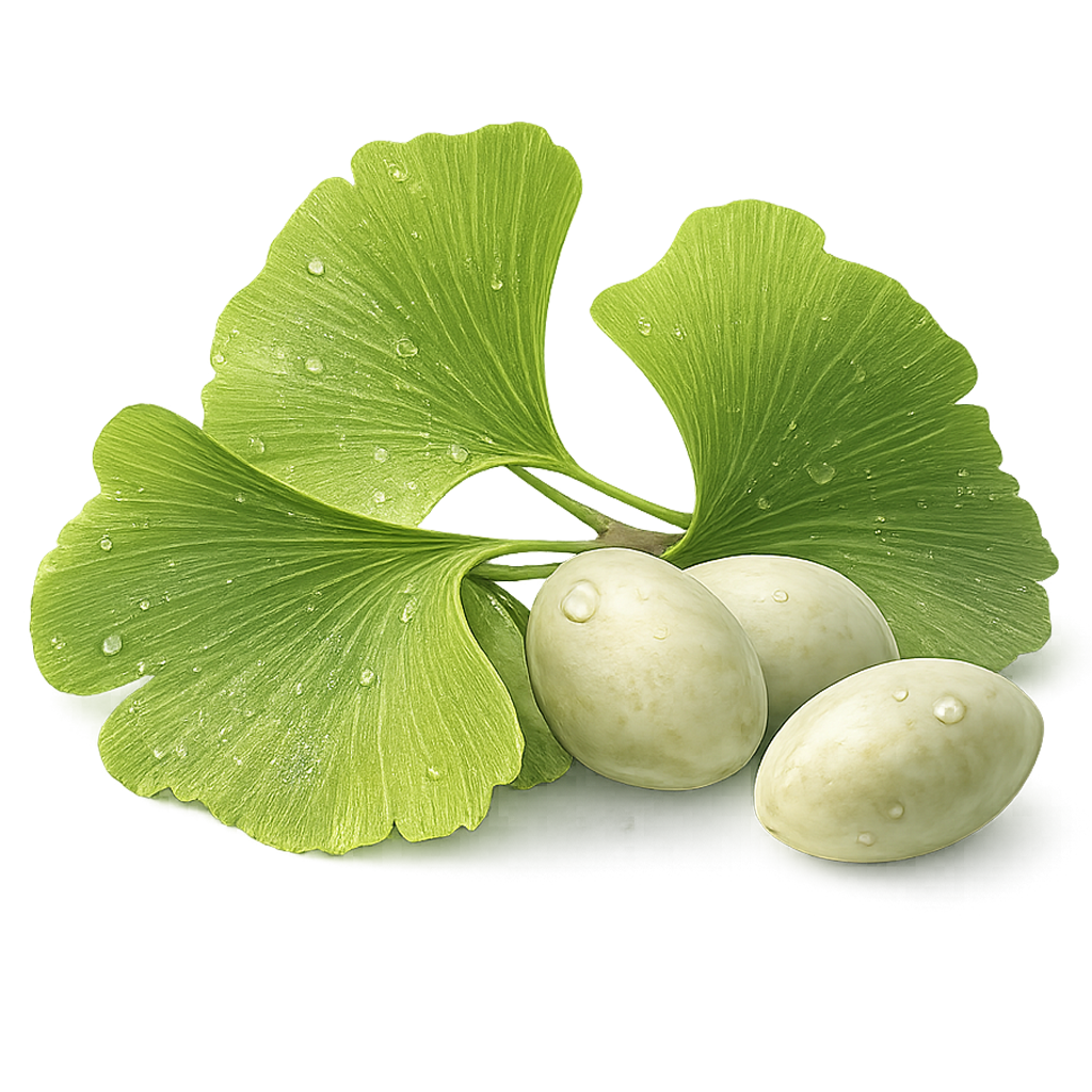 Ginkgo leaf ingredient guide by SINGCHOICE