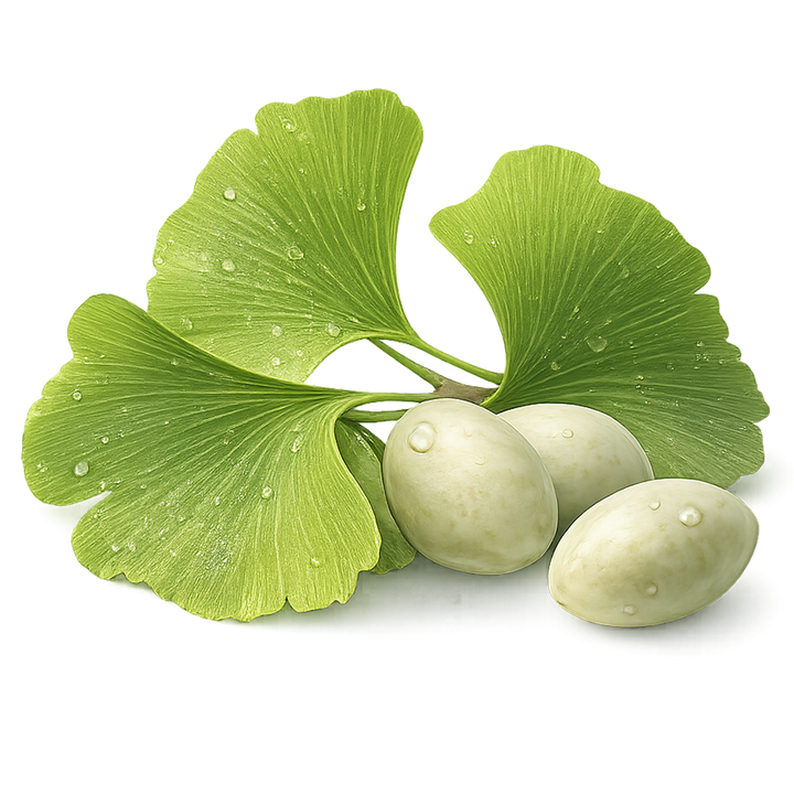 Ginkgo leaf ingredient guide by SINGCHOICE