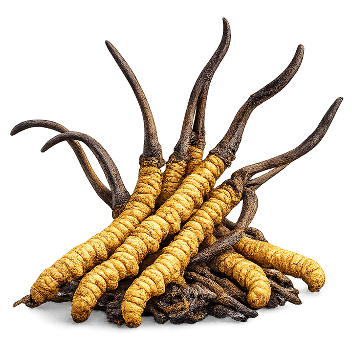 Cordyceps sinensis ingredient guide by SINGCHOICE