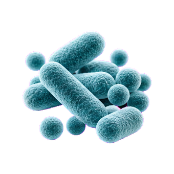 akk akkermansia muciniphila clean