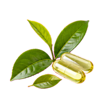 Green tea extract ingredient illustration