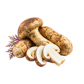 blood matsutake mushroom powder clean