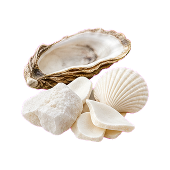bone shellfish calcium clean