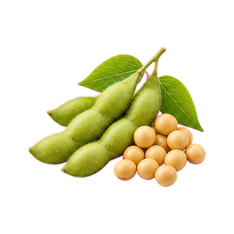 bone soybean extract clean
