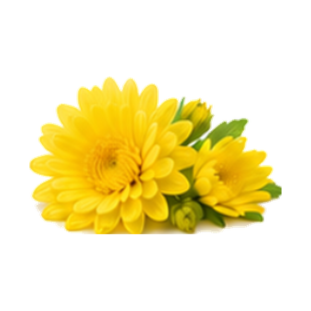 Chrysanthemum Extract