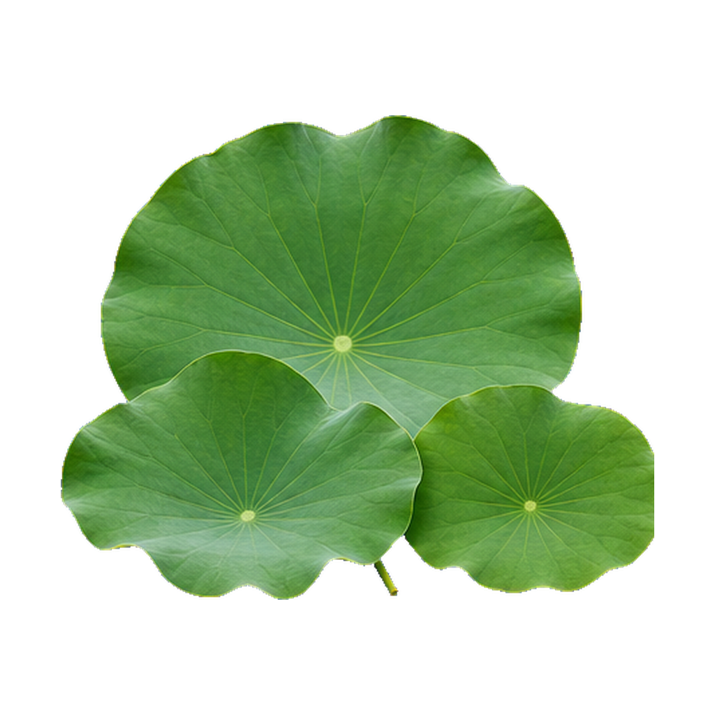 Lotus Leaf Extract