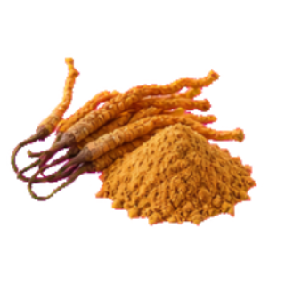 Cordyceps