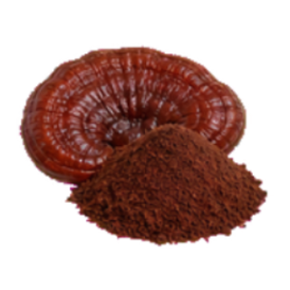 Sporoderm Broken Ganoderma Lucidum Spore Powder