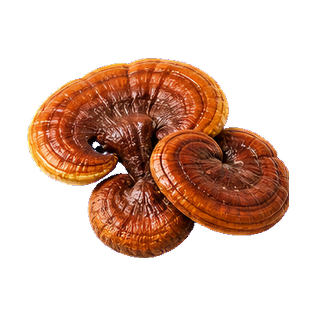 Ganoderma Powder