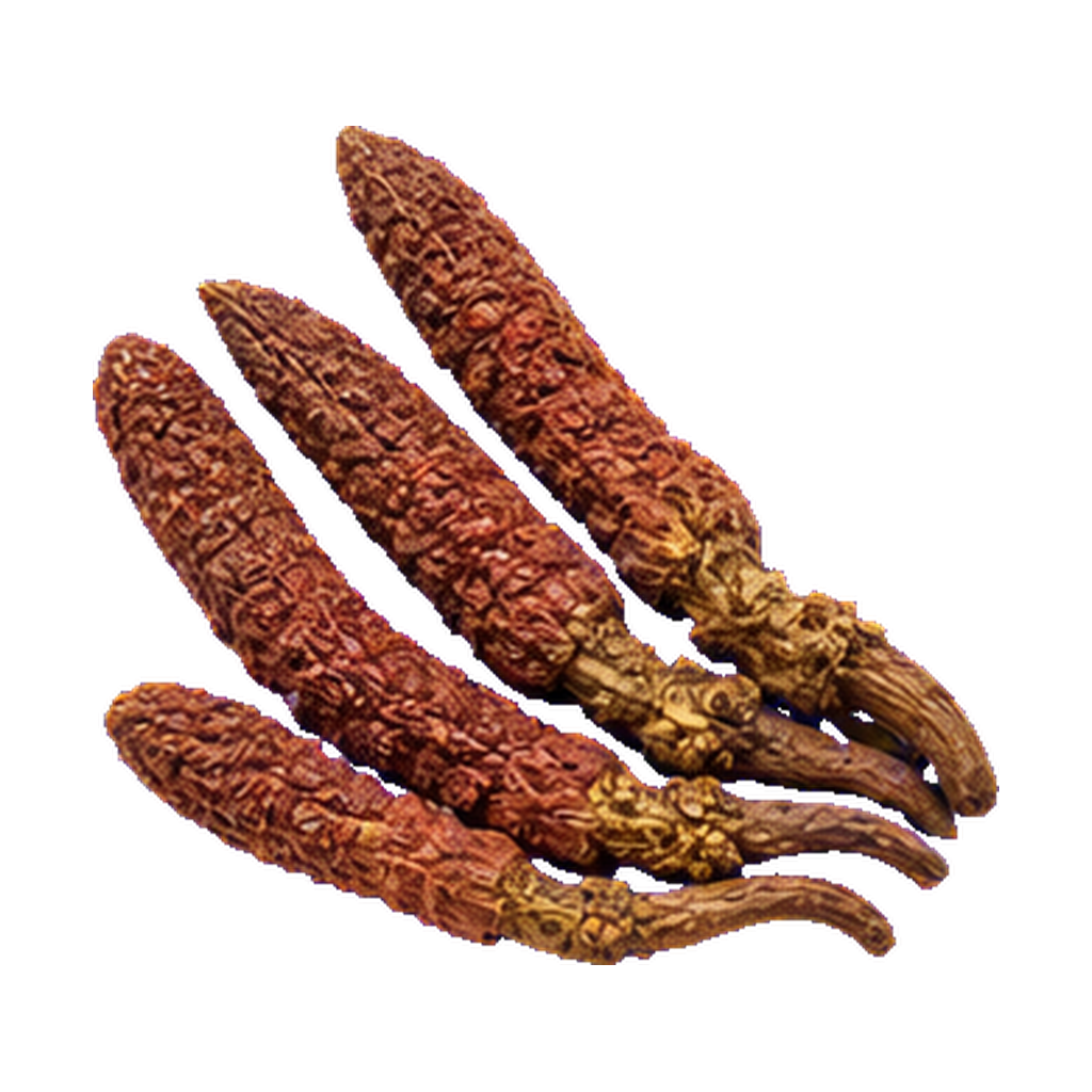 Cynomorium