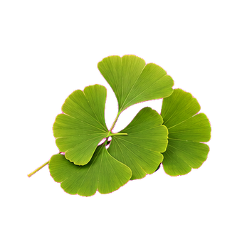 uric ginkgo biloba leaf extract clean