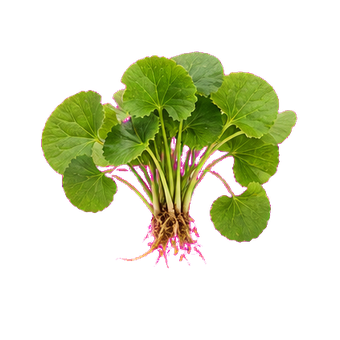 uric plantago asiatica extract clean